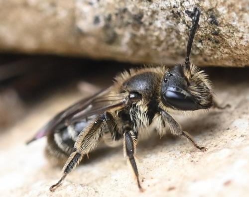 Réf. 355 293 : Andrena sp.